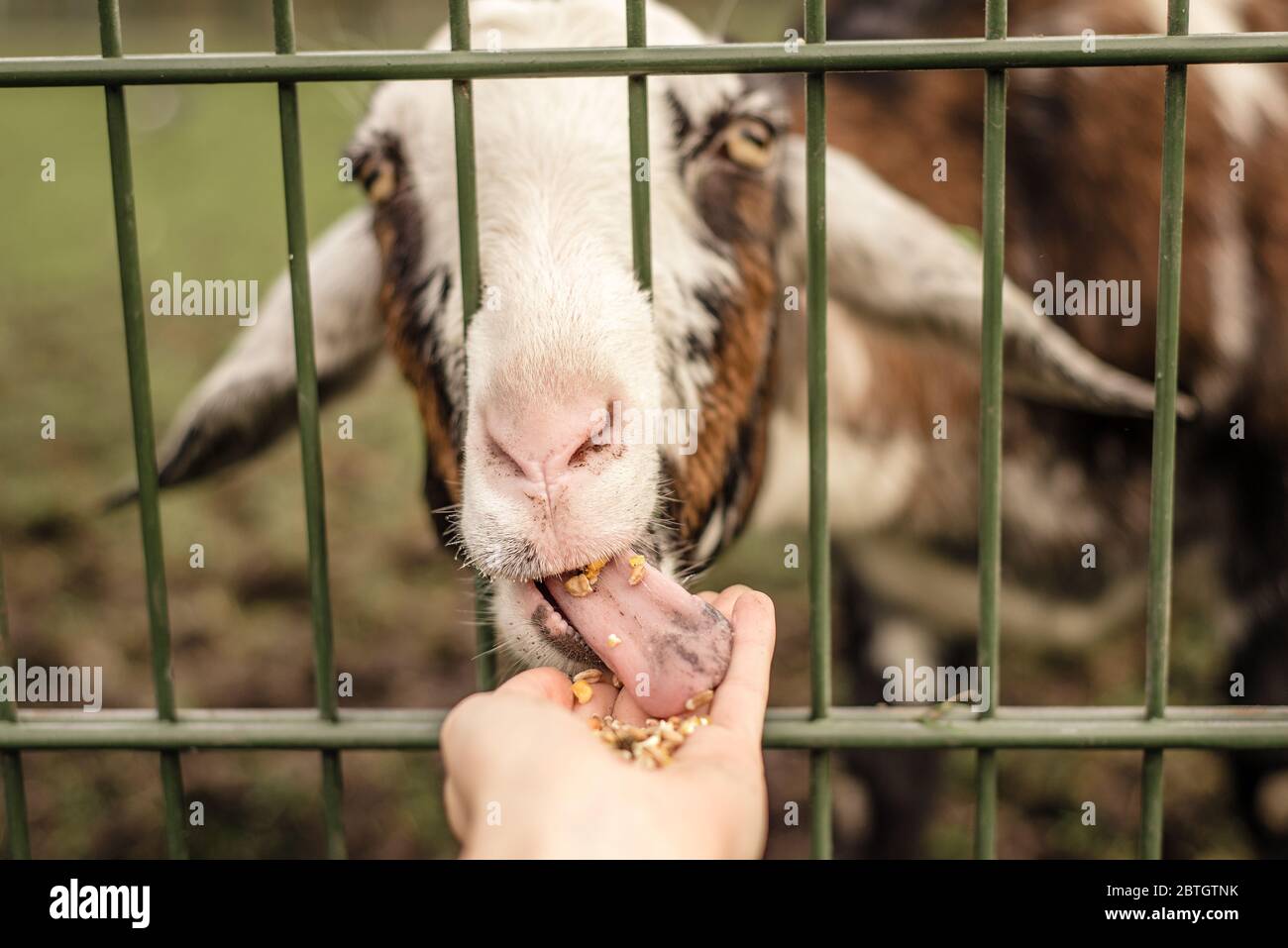 Goat licking head hires stock photography and images Alamy