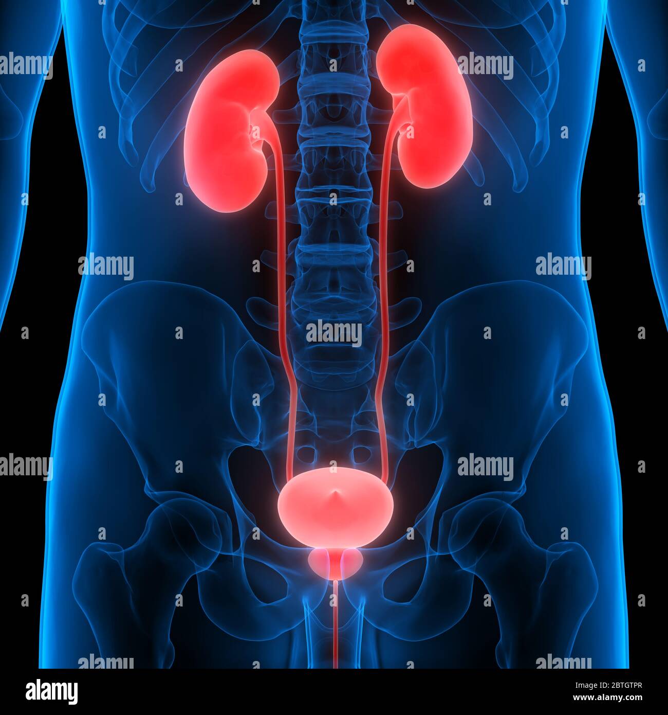 Human Urinary System Kidneys with Bladder Anatomy Stock Photo - Alamy