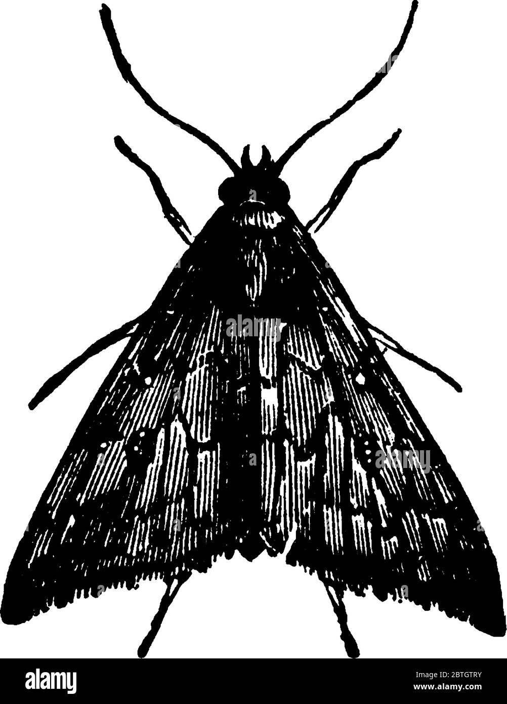 Depicts the Owlet moth, Aletia argillacea species, at rest, showing its large head and wings mottled with markings, vintage line drawing or engraving Stock Vector