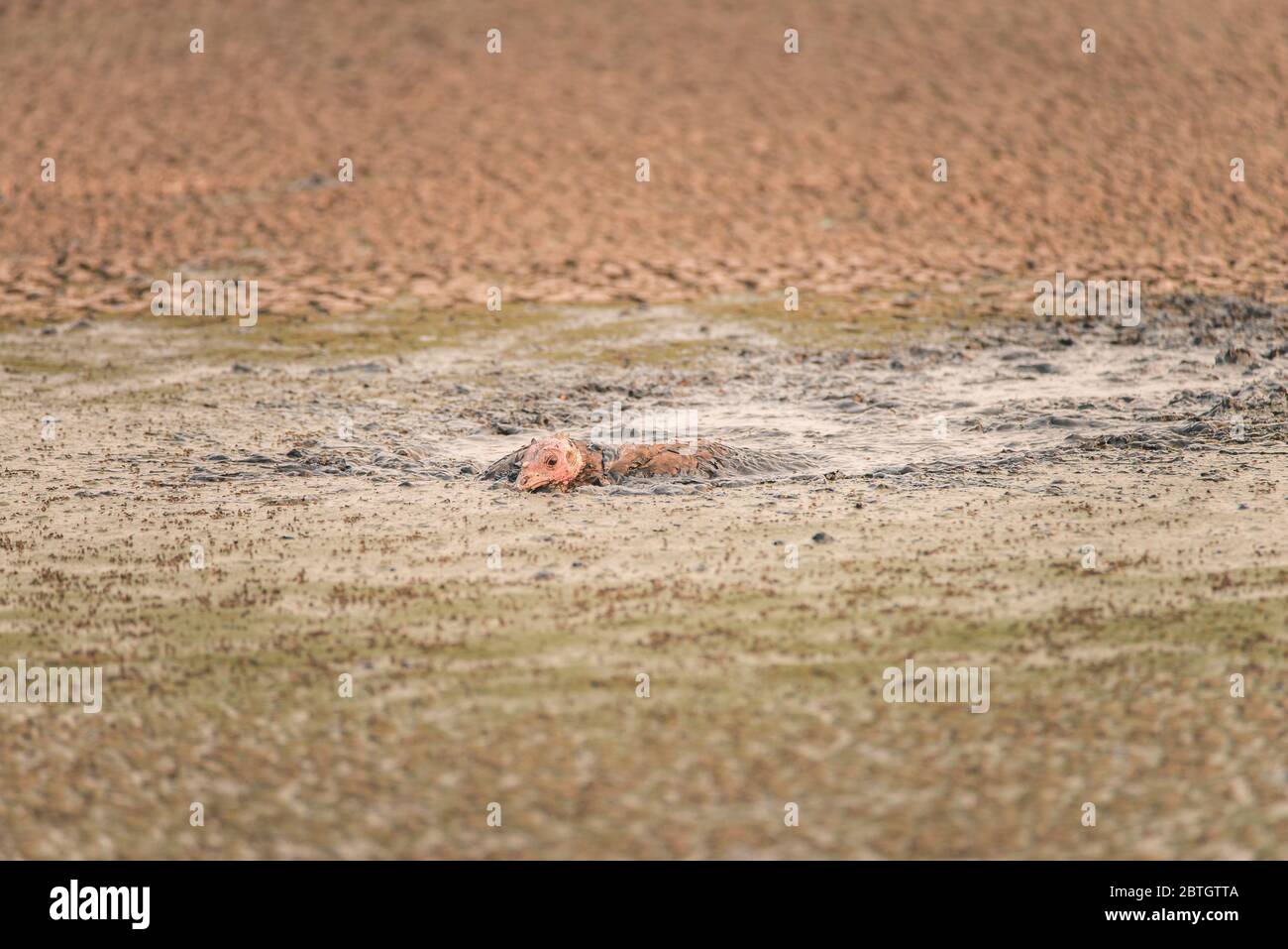 Human feces hires stock photography and images Alamy