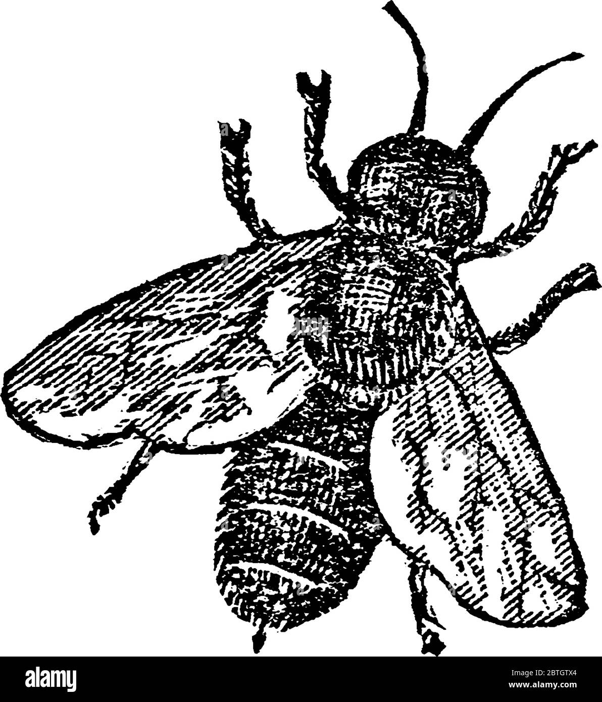 Bees are flying insects, more or less, related to wasps and ants, play a vital role in pollination and also are best-known species, for producing hone Stock Vector