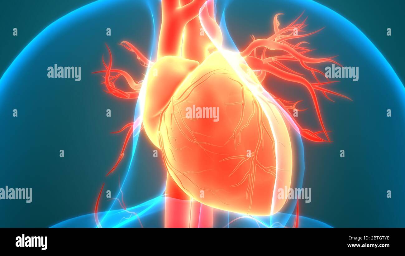Human Circulatory System Heart Anatomy Stock Photo - Alamy