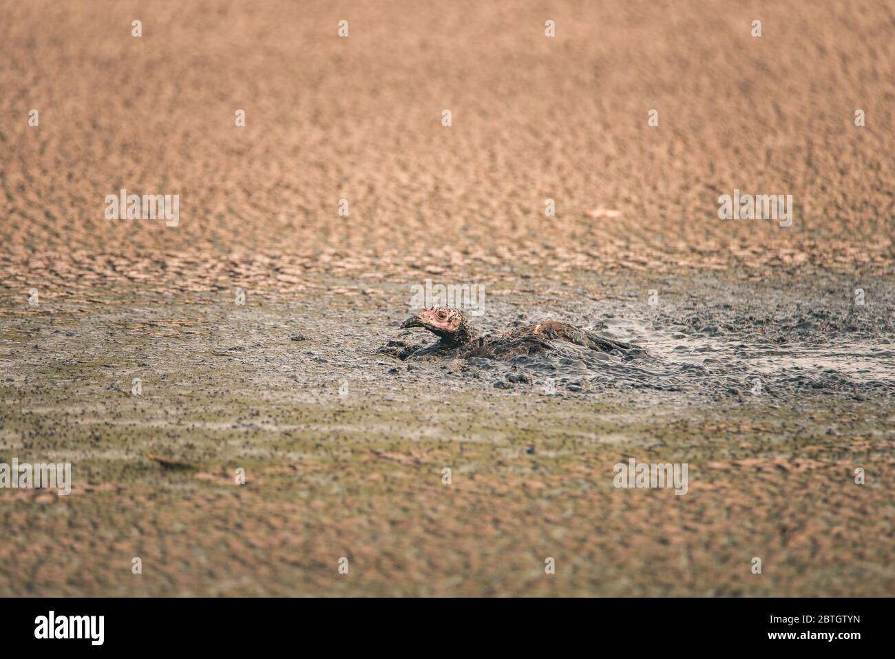 Turkey stuck in a sludge of human feces at a water treatment facility