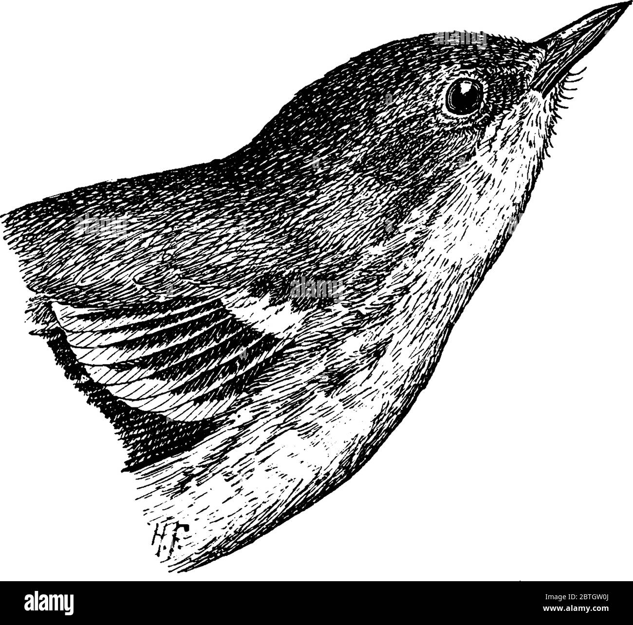 Thin birds Cut Out Stock Images Pictures Alamy