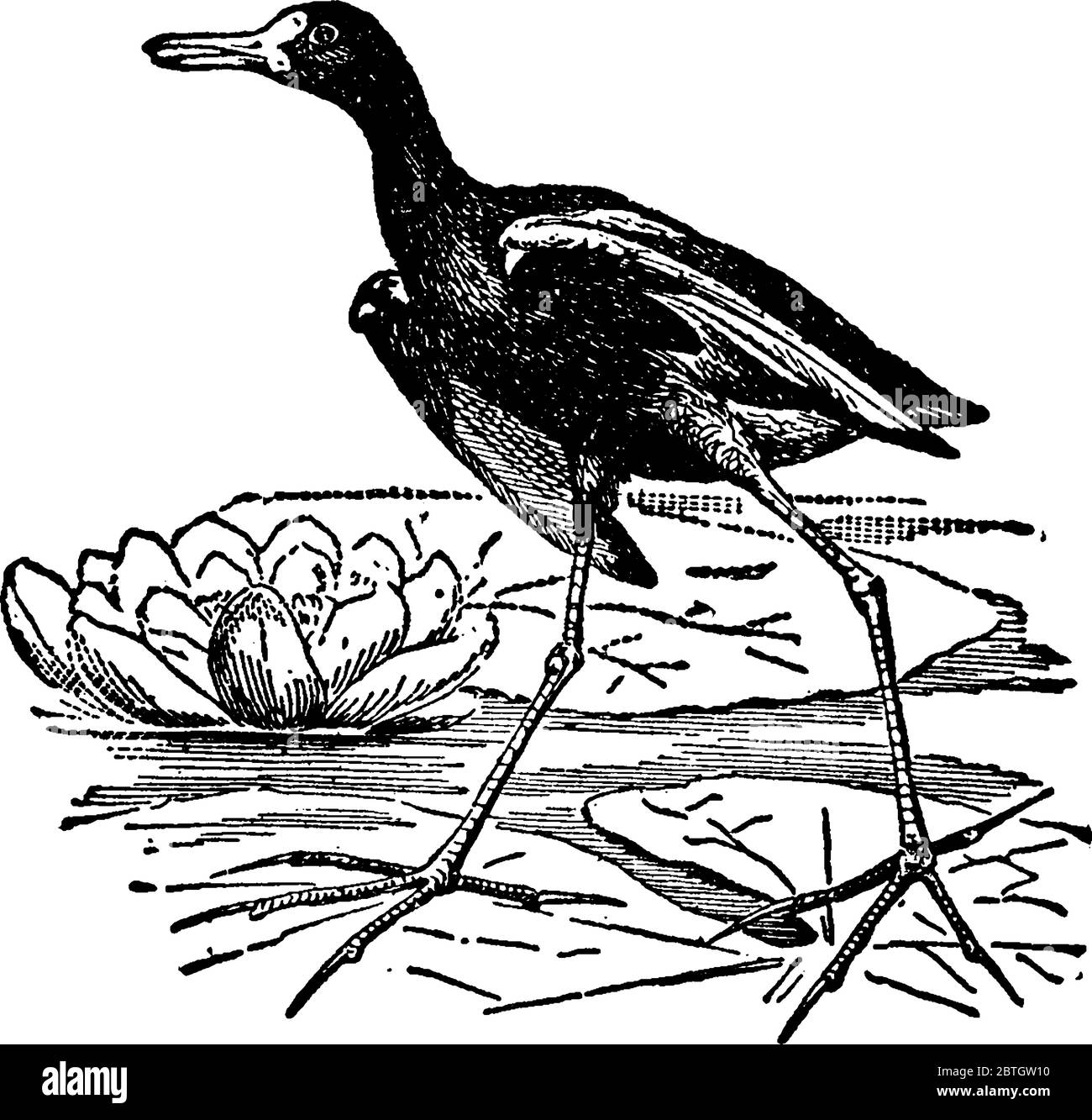 A wading bird of genus grallatores are very light birds; and the wide surface over which their toes extend enables them to procure their food, by walk Stock Vector