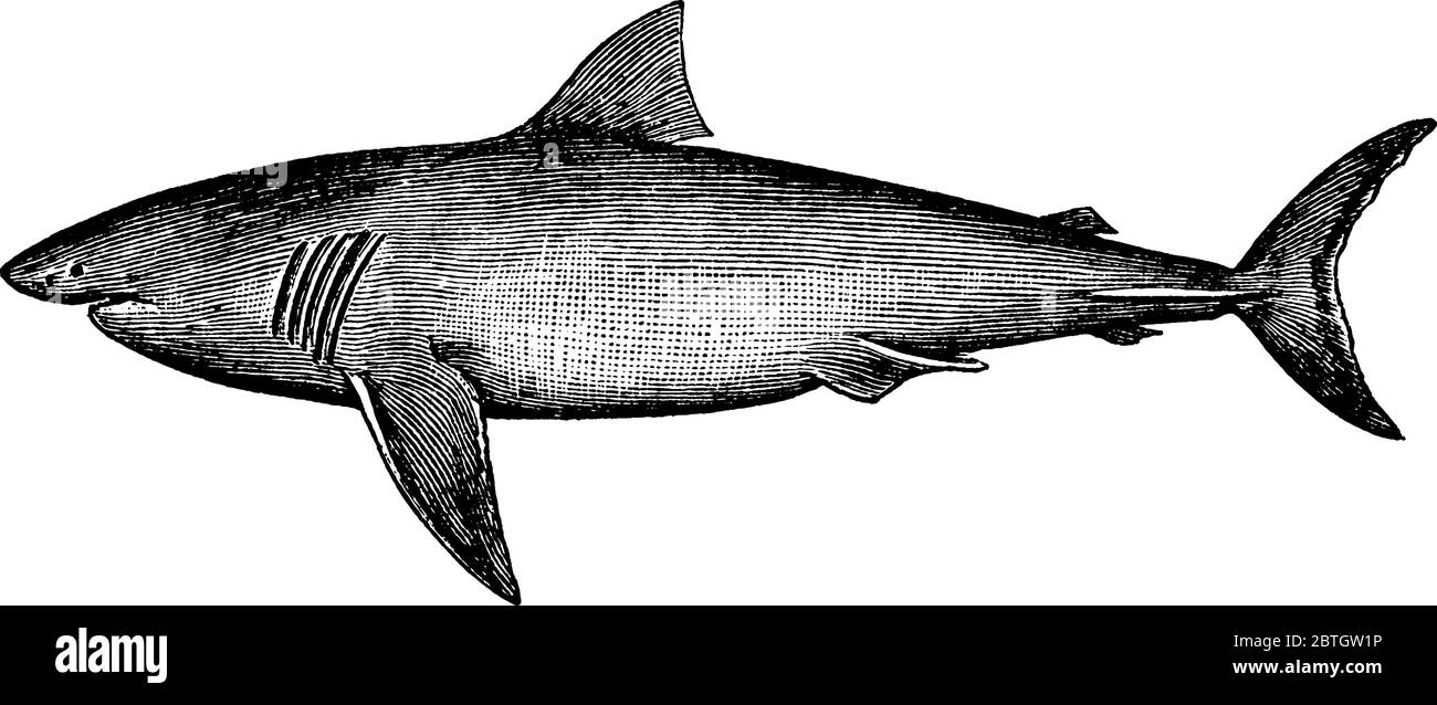 Stock Art Drawing of a Great White Shark - inkart