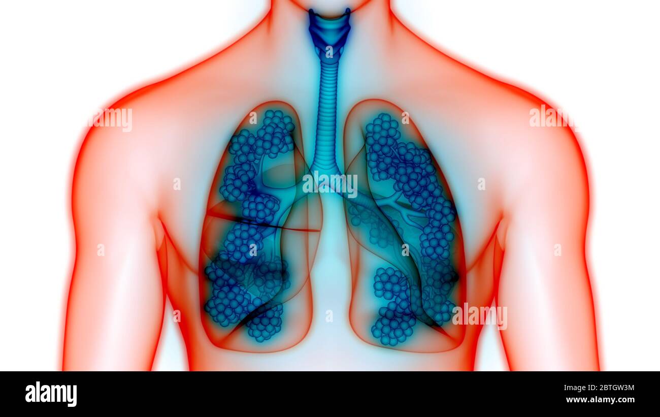 Human Respiratory System Lungs With Alveoli Anatomy Stock Photo Alamy