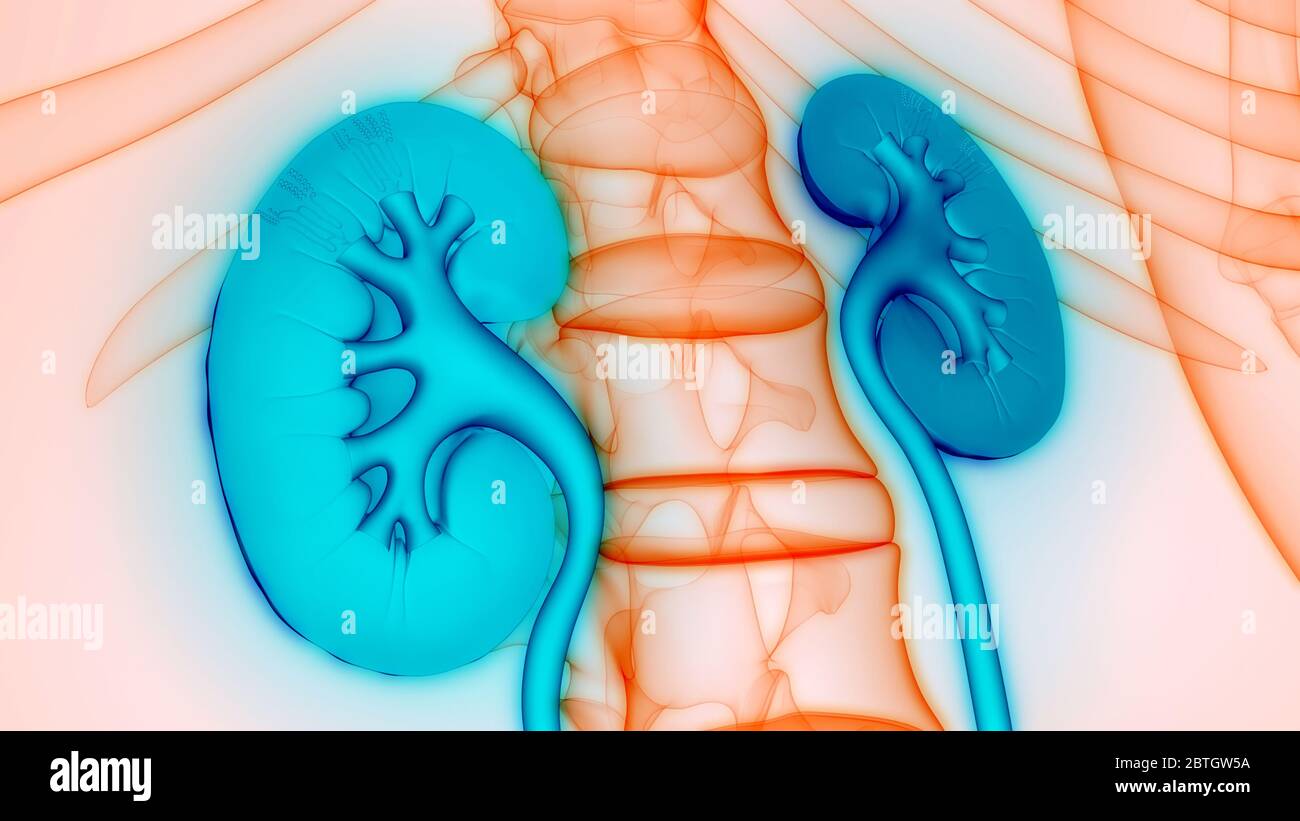 Human Urinary System Kidneys with Bladder Anatomy Stock Photo - Alamy