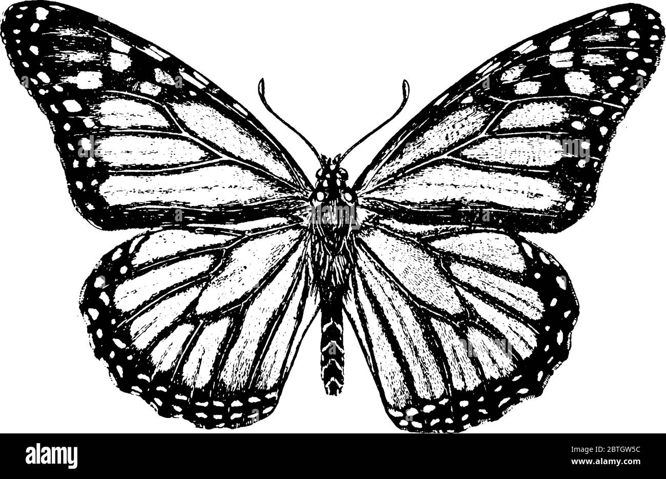 Metamorphosis Drawing Butterfly - Try some thing new,easy tutorial for