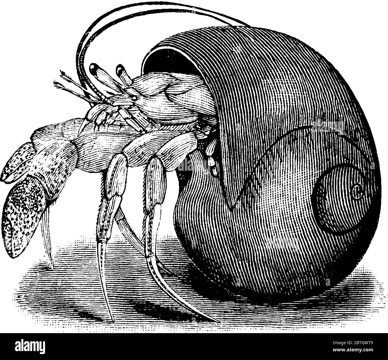 crustaceans drawing