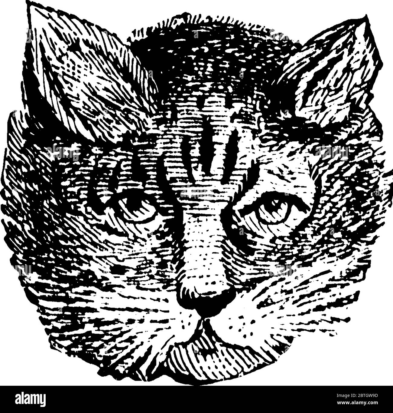 The cat is a small domesticated carnivorous mammal, vintage line drawing or engraving illustration. Stock Vector