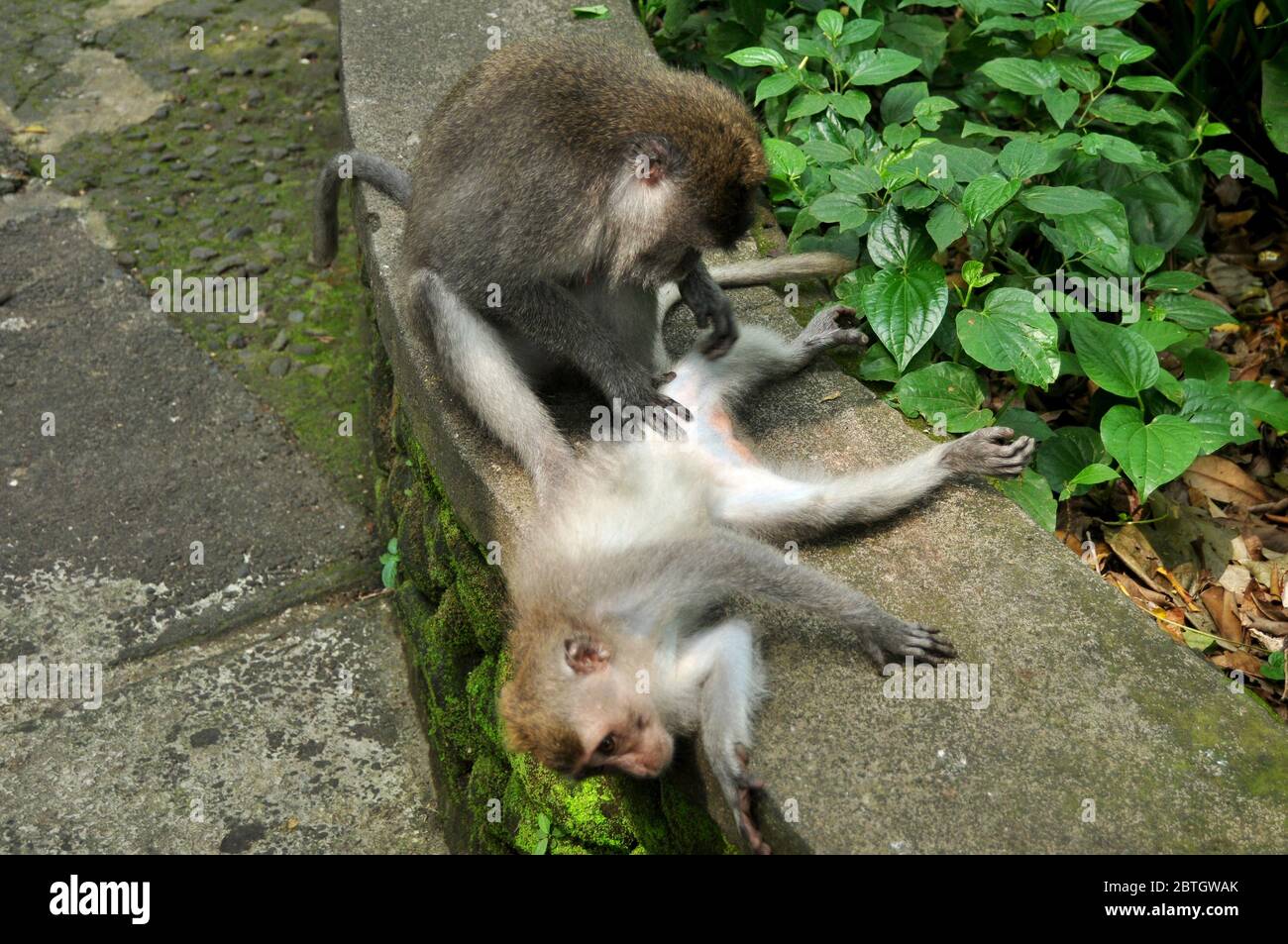 Long tail indonesian monkeys or balinese macaque in Mandala Suci Wenara  Wana or Ubud Sacred Monkey Forest Sanctuary at Ubud city in Bali, Indonesia  Stock Photo - Alamy