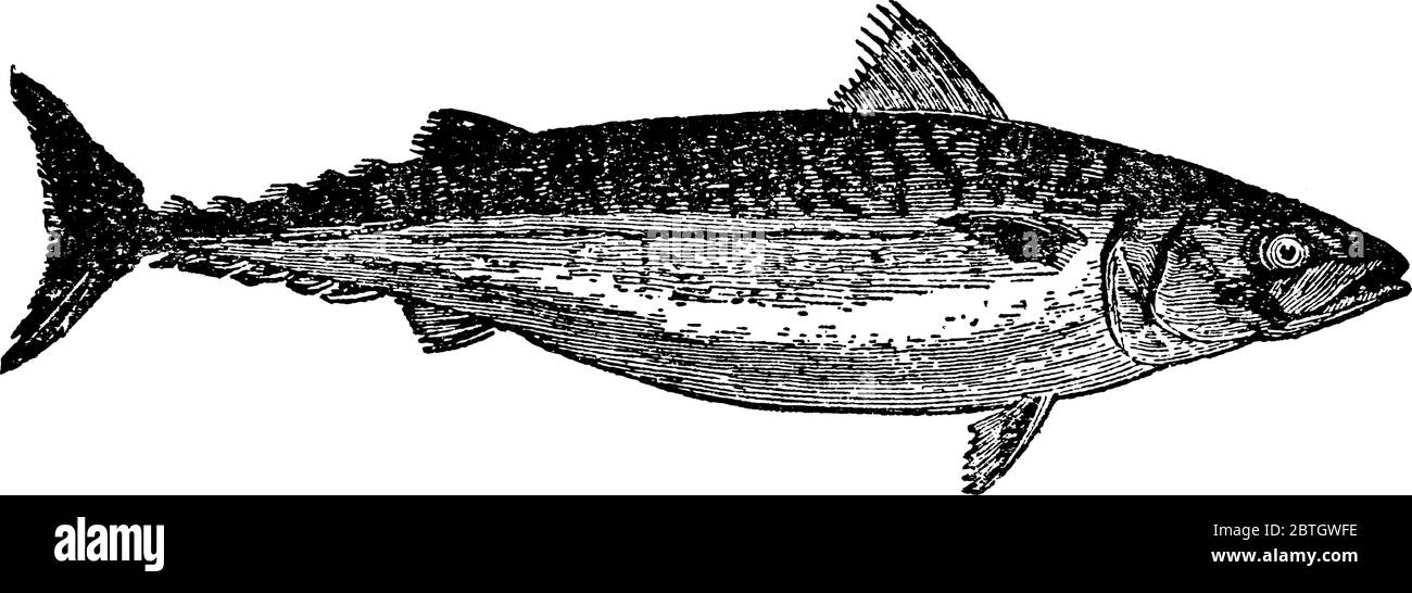 Mackerel, a different species of fish, from the family Scombridae, occur in tropical and temperate seas, vintage line drawing or engraving illustratio Stock Vector