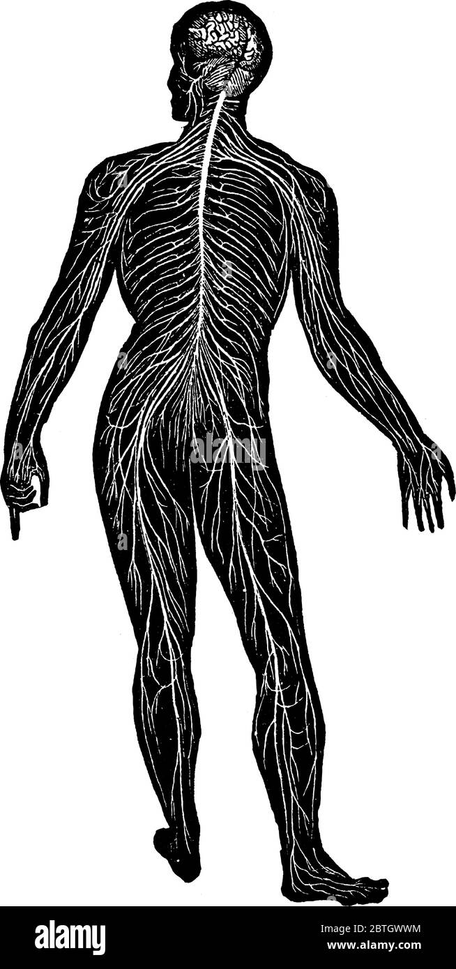 Shown here is the posterior view of the general arrangement of the human nervous system, that coordinates an individual’s voluntary and involuntary ac Stock Vector