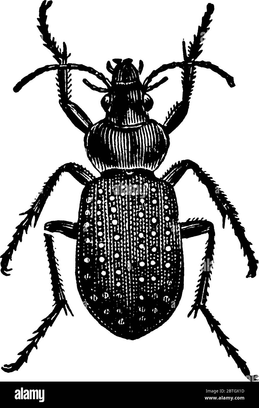 Image of Calosoma Calidum adult., vintage line drawing or engraving illustration. Stock Vector