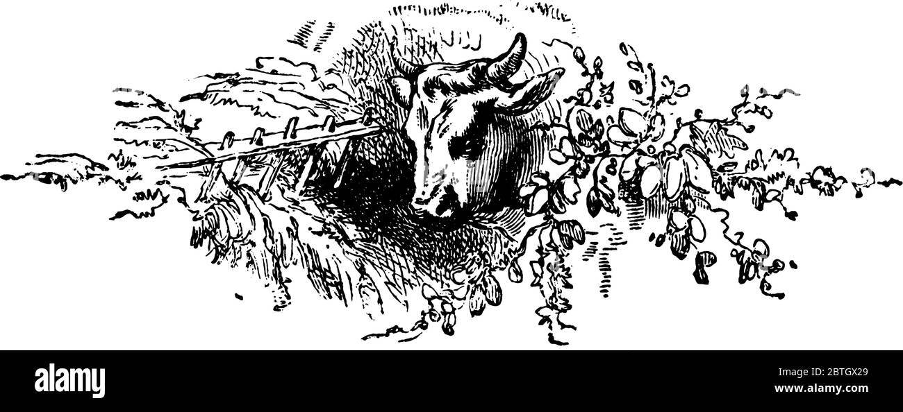 Genus bos Stock Vector Images - Alamy