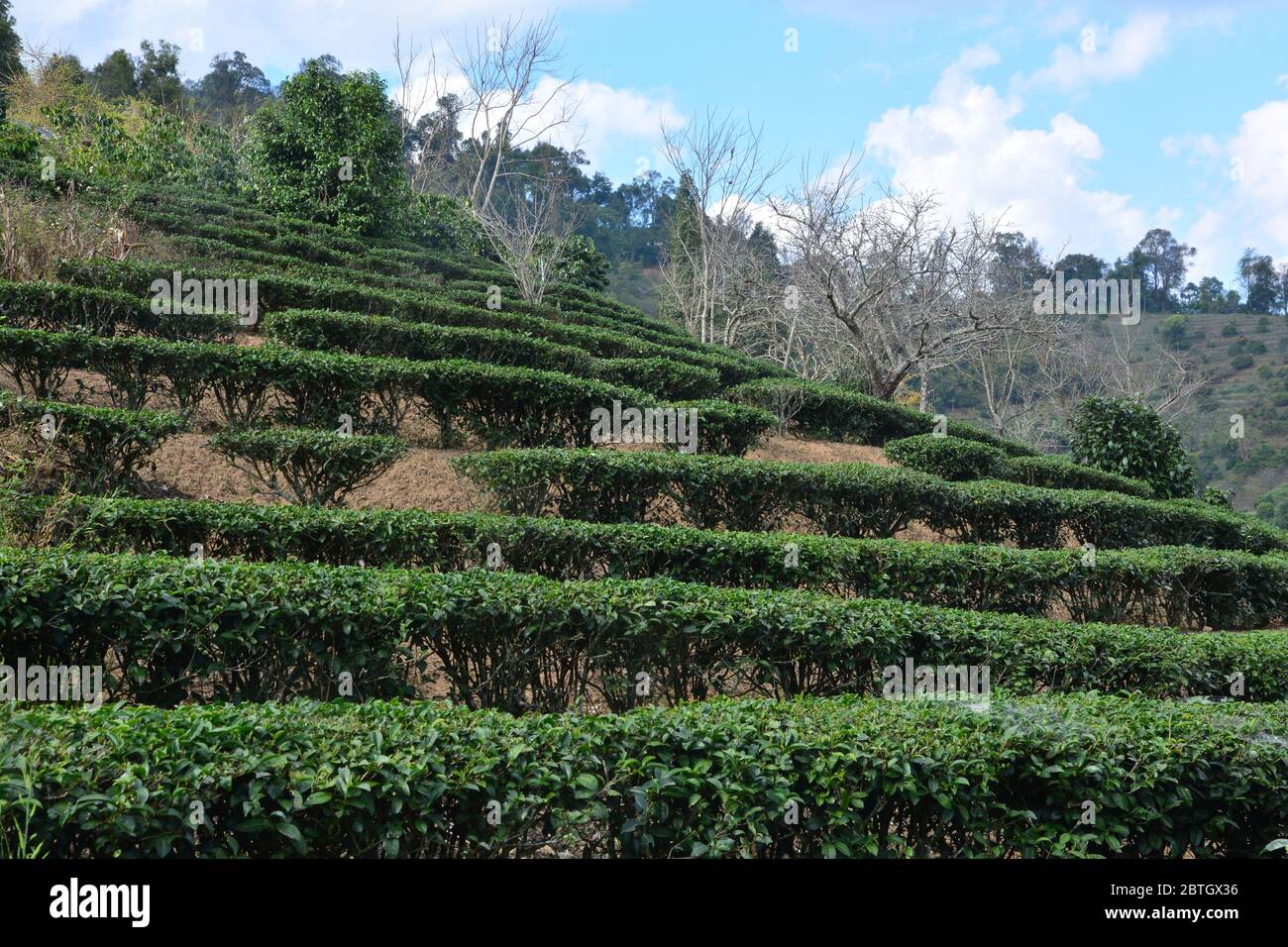 Tea plantation on hill Stock Photo