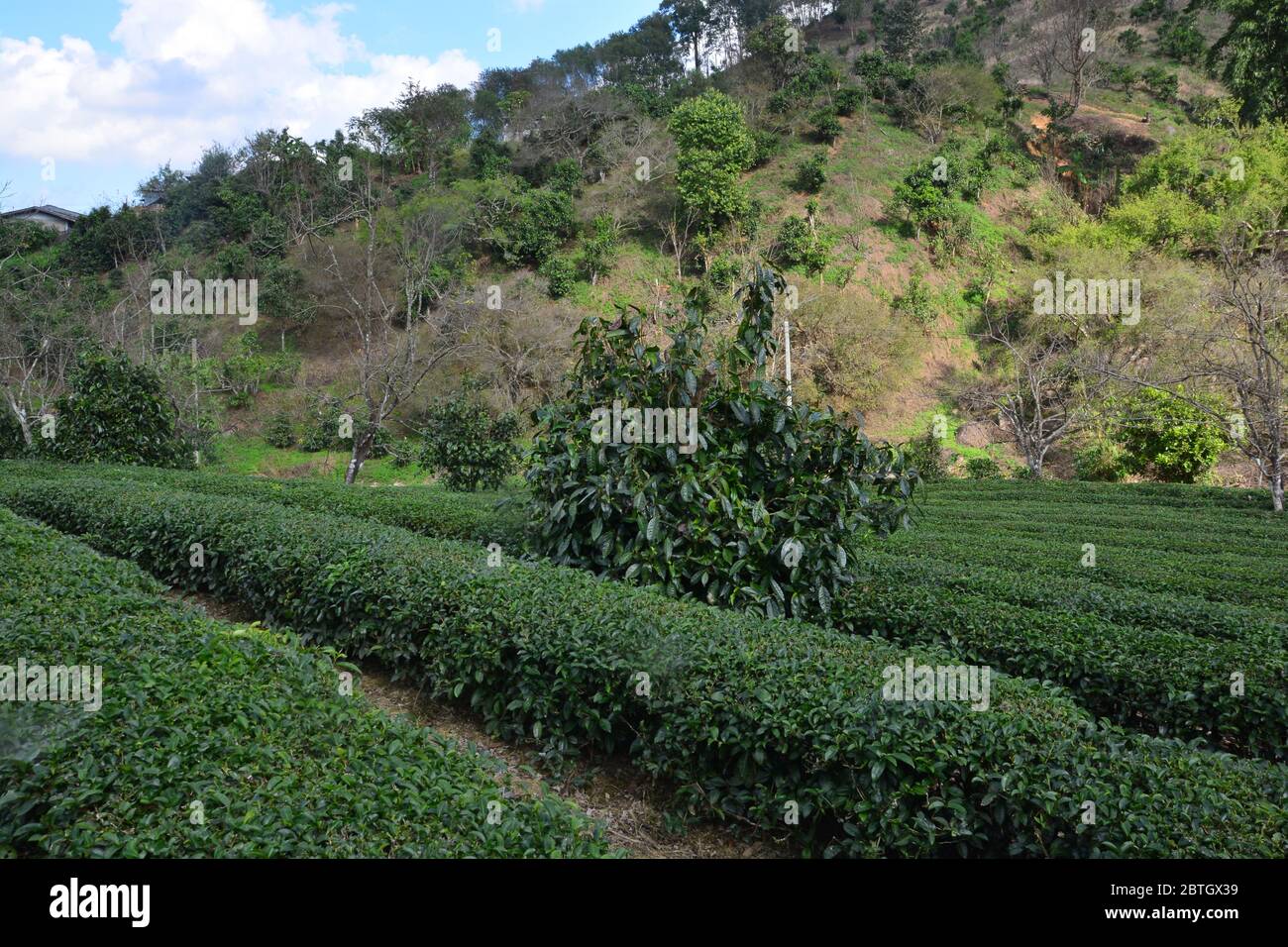 Tea plantation on hill Stock Photo Alamy