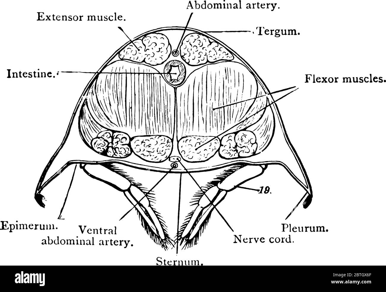 Crayfish, also called crawfish, any of numerous crustaceans in the superfamilies Astacoidea. This figure shows Cross-section of abdomen of crayfish, v Stock Vector