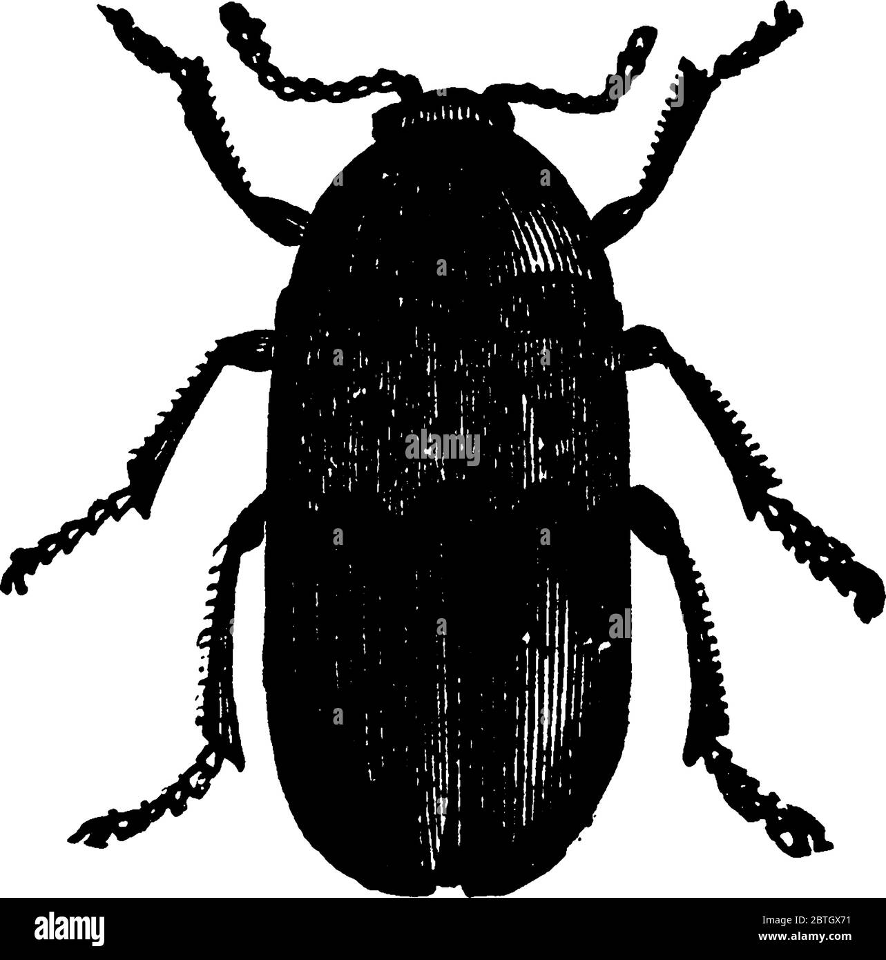 Larder Beetle is a skin beetle found worldwide and commonly in houses