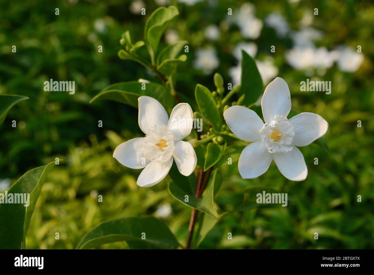 Blooming white flower of White Inda flower or Wrightia antidysenterica flower Stock Photo