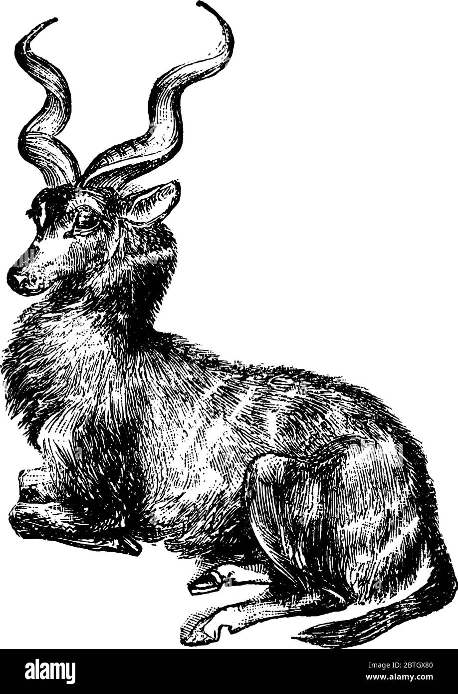 A native of South Africa and resembles the antelope. The male species of this animal has distinct horns that are in spiral form and nearly five feet l Stock Vector