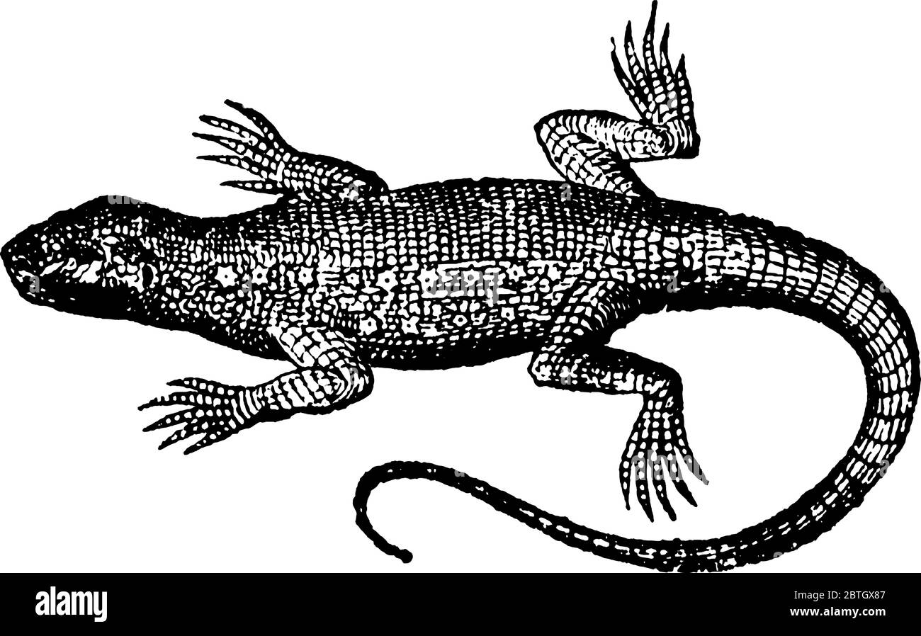 Lizards drawing Cut Out Stock Images & Pictures - Alamy