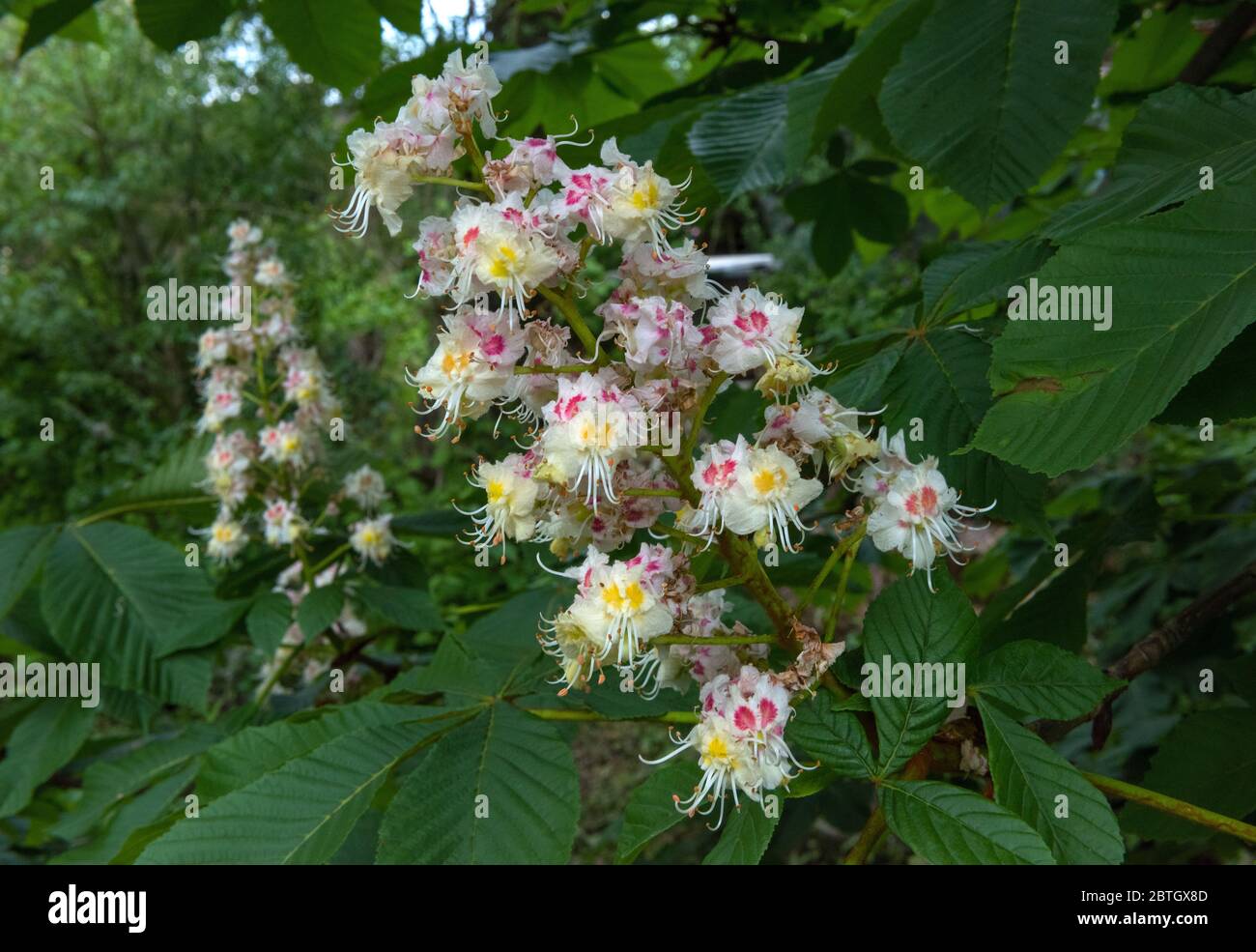 Beatifull blossoming horse chestnuts or Conker tree(Aesculus hippocastanum) Stock Photo