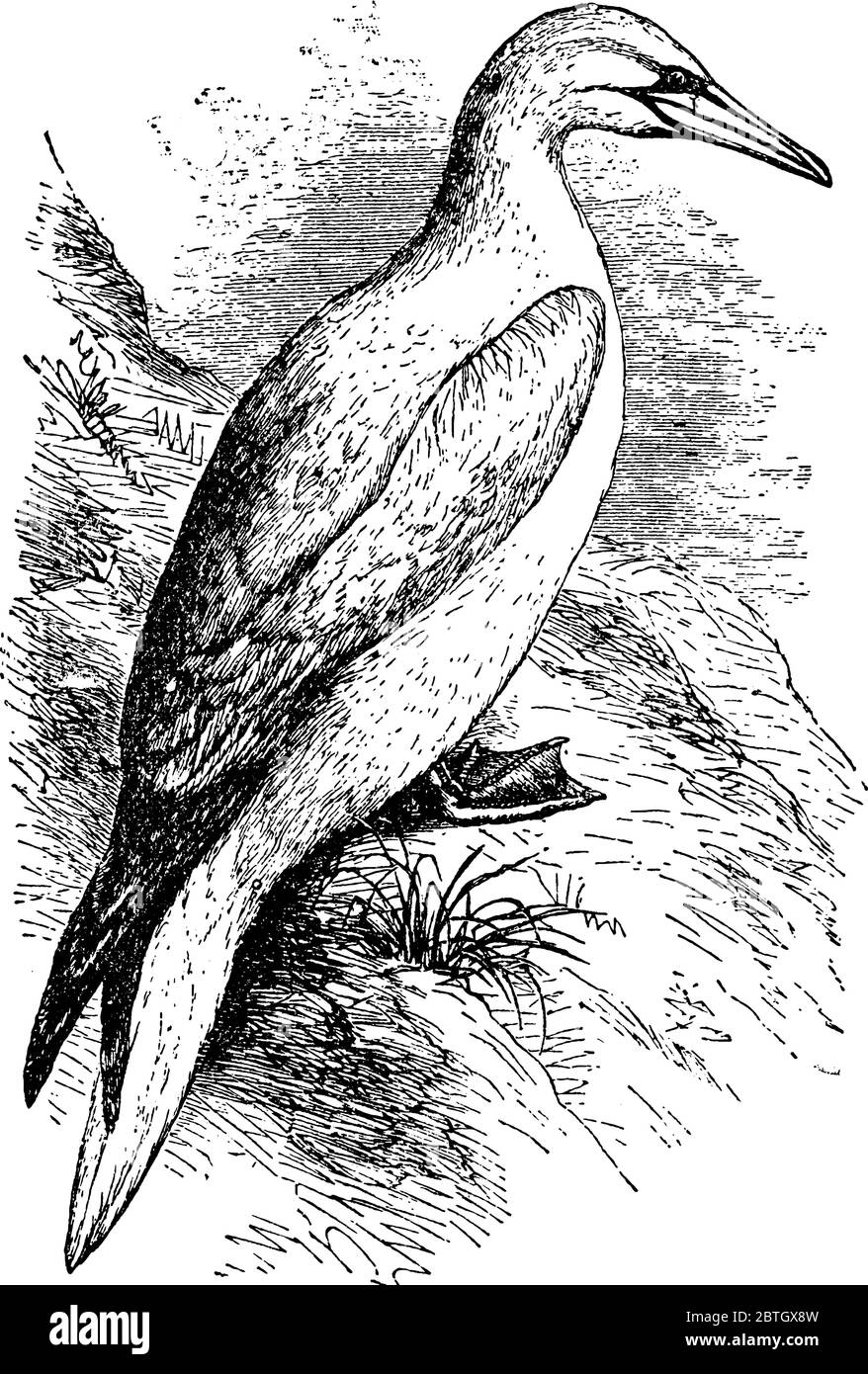 Large sea bird Stock Vector Images Alamy