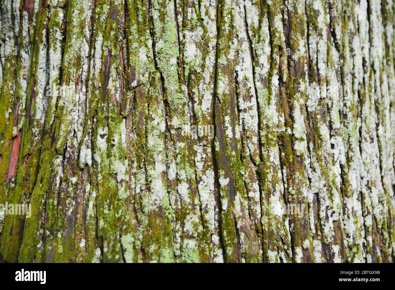 lichen is a composite organism that arises from algae or cyanobacteria living among filaments of multiple fungi species in a mutualistic relationship. Stock Photo