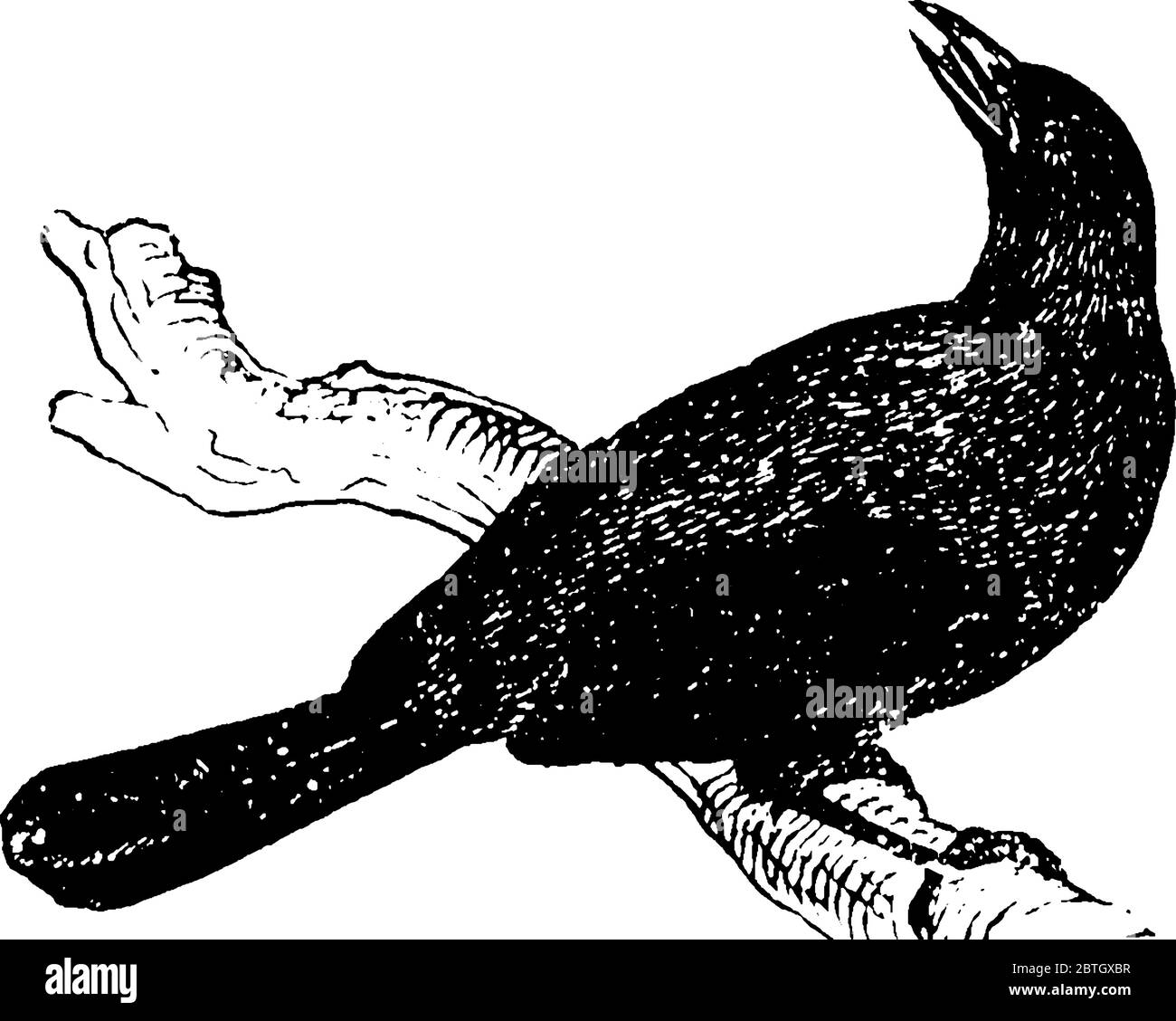 cuculidae - 5 The cuckoo is from Cuculidae family with long tails, vintage line drawing or engraving illustration Stock Vector Image & Art - Alamy