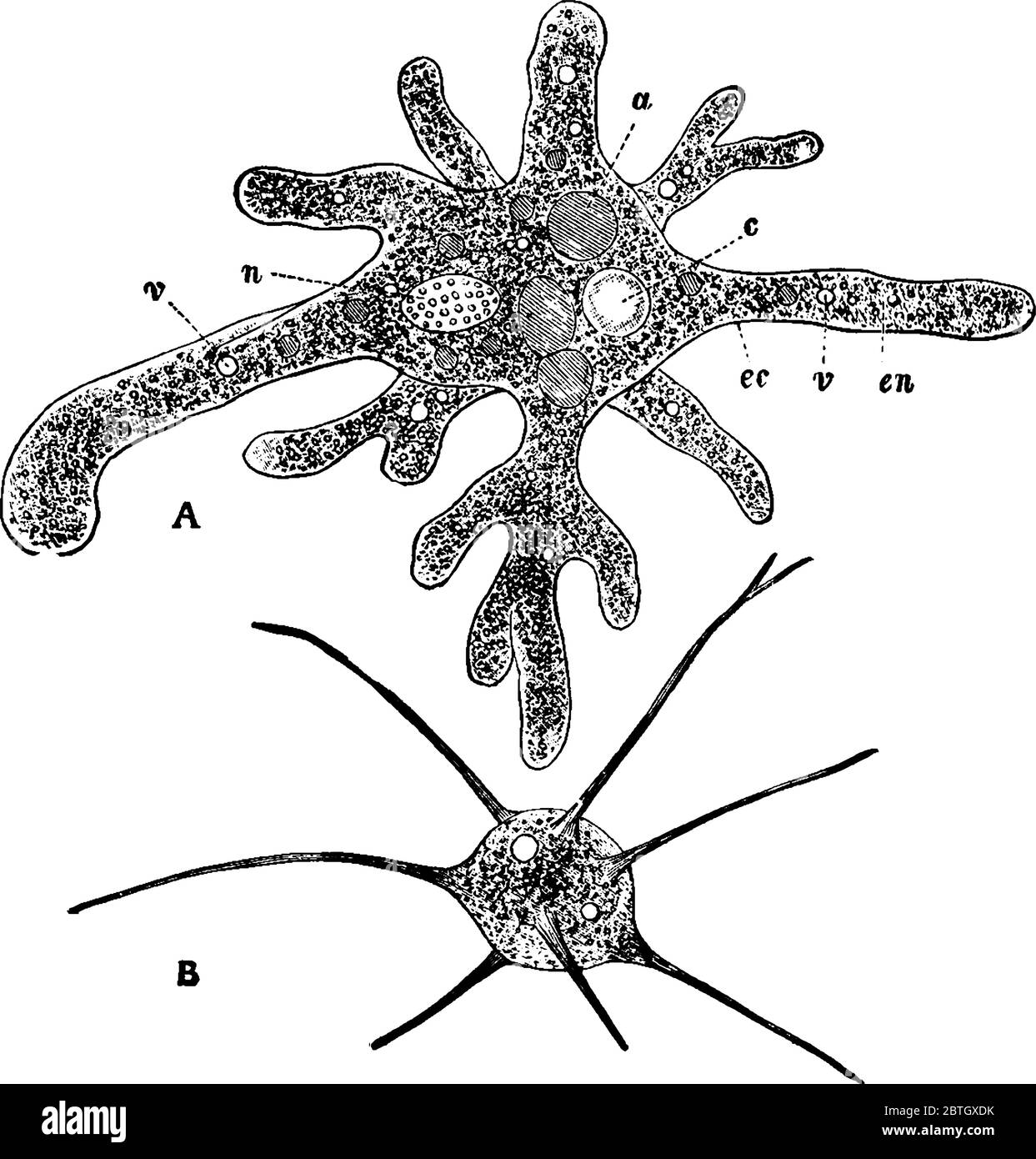 A typical representation of a microorganism, 'Amaeba proteus', with the parts labelled as, 'B, n, c, a and ec', representing, Amaeba radiosa, nucleus, Stock Vector