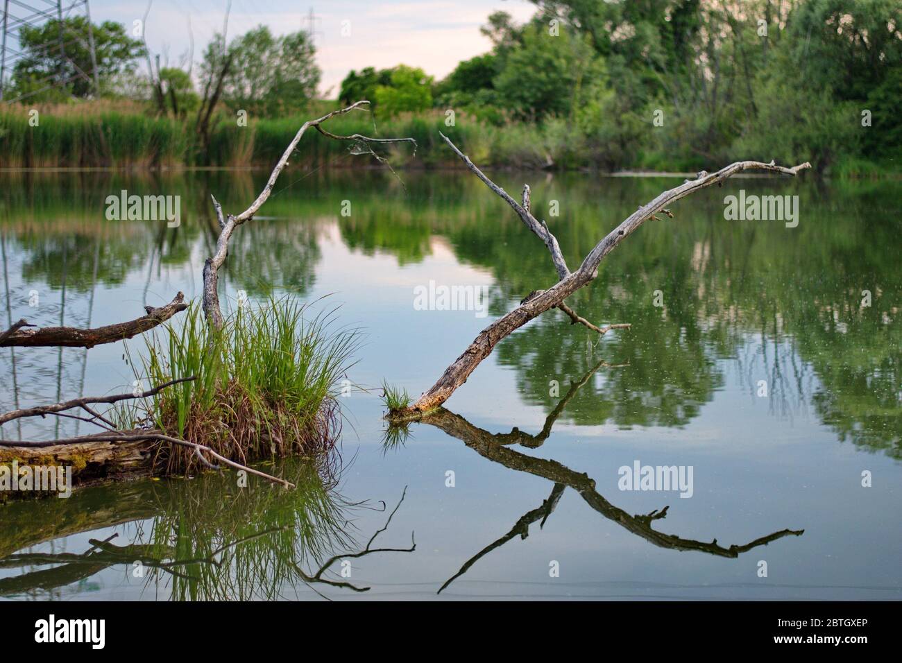 Natural area with several lakes along Sava river in Croatia with dry branch reflecting in water Stock Photo