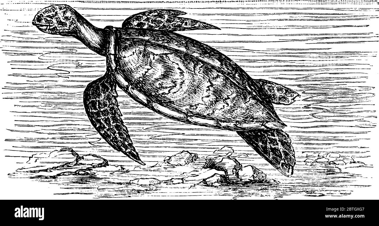 Turtle is a reptile used to live in water and adapted for swimming and diving, with extremities resembles to wings and large compare to seal and sea b Stock Vector