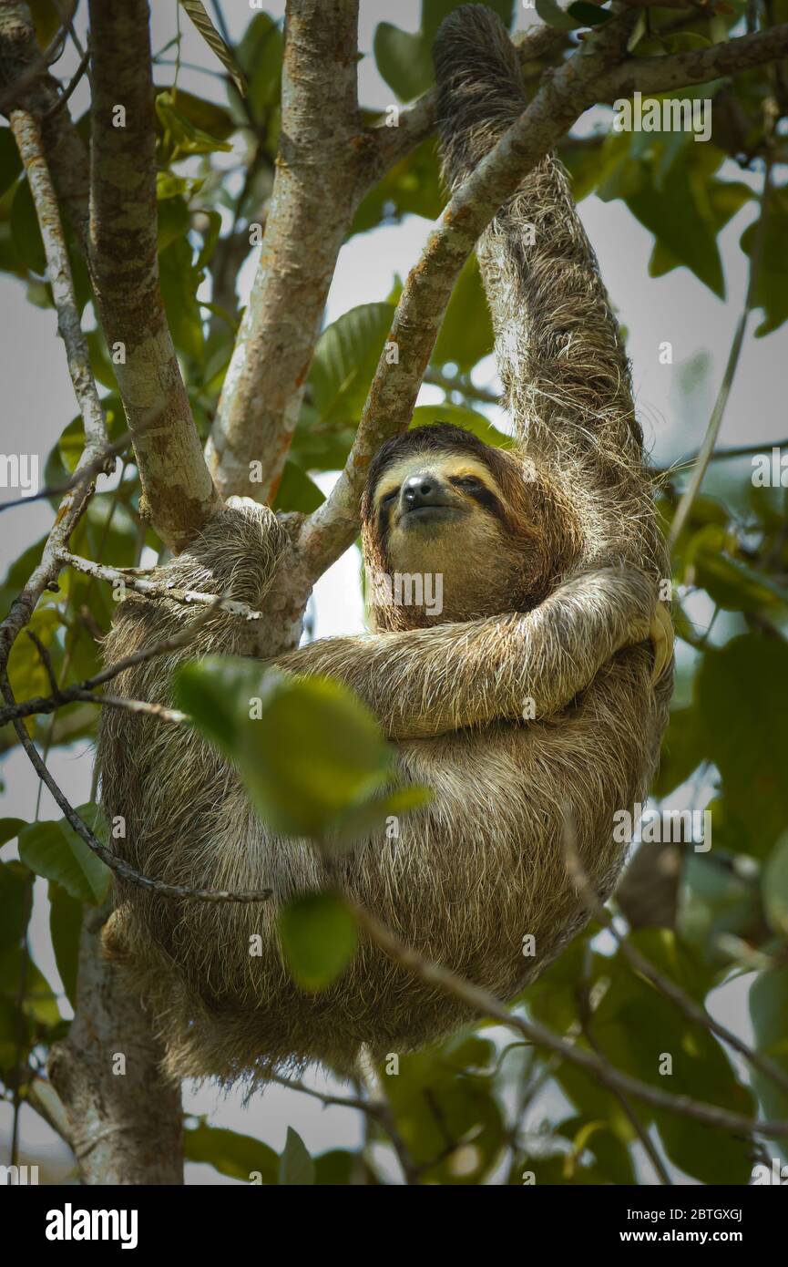 Three-toed sloth, Bradypus variegatus, Soberania national park, Colon province, Republic of Panama. Stock Photo