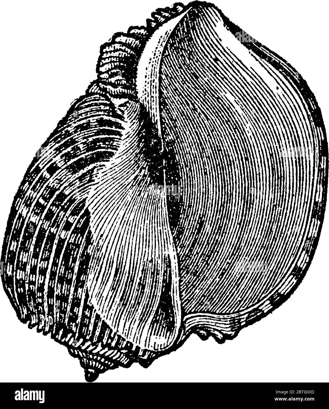 Harp-shell, the shell of a genus of mollusks, belonging to the gasteropoda and to the whelk family, Vaughan, vintage line drawing or engraving illustr Stock Vector