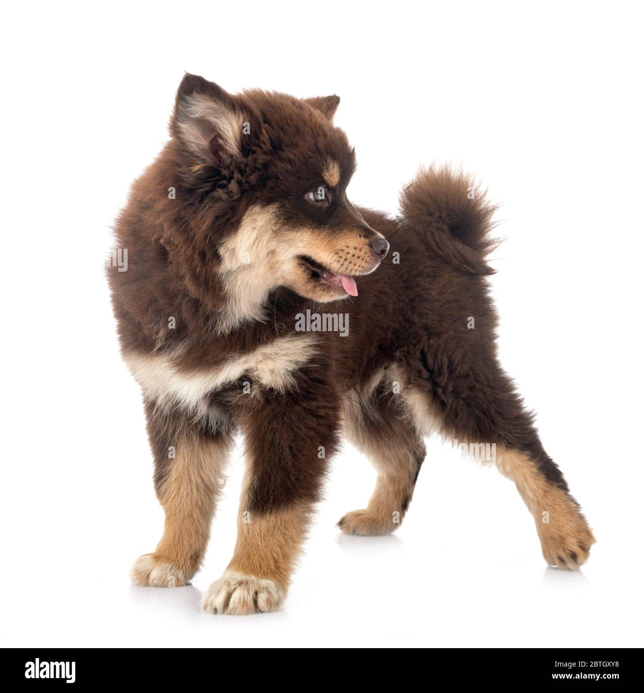 puppy Finnish Lapphund in front of white background Stock Photo - Alamy