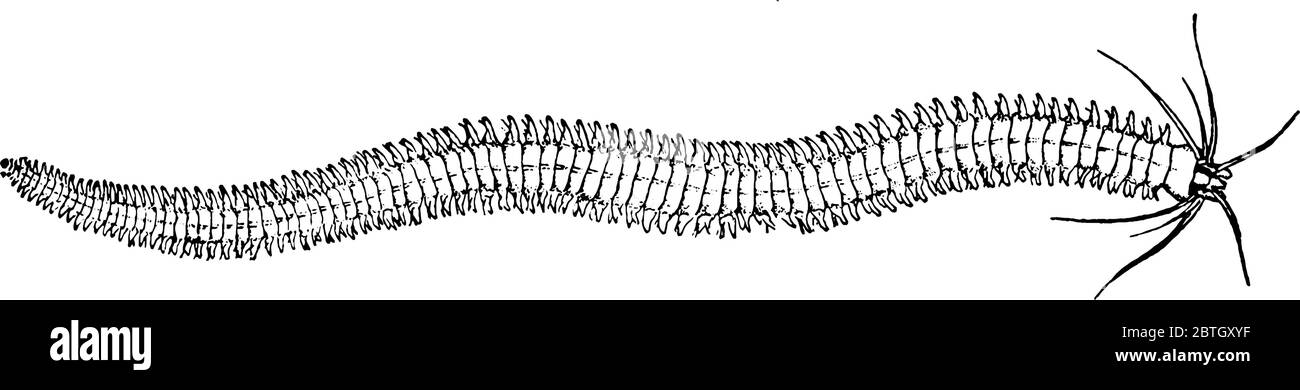 Marine worm is a worm that live in a marine environment, feeds primarily on oceanic particulate, vintage line drawing or engraving illustration. Stock Vector