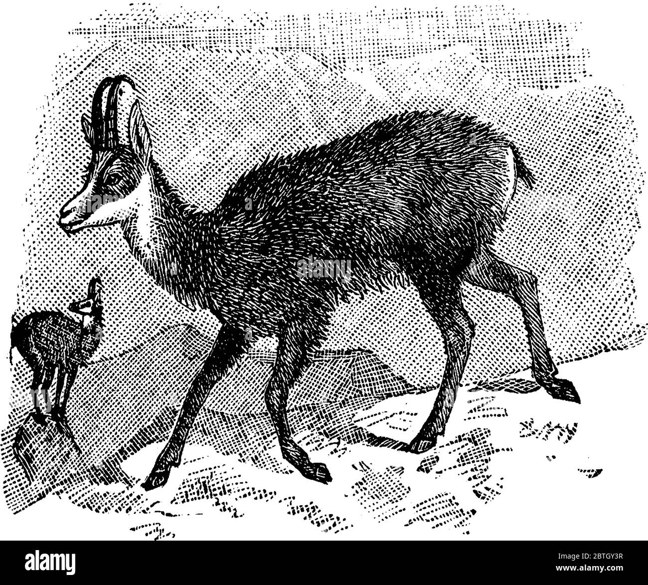 A species of goat-antelope native to mountains in Europe, possesses the power of scenting man at an almost incredible distance, and hence escapes from Stock Vector