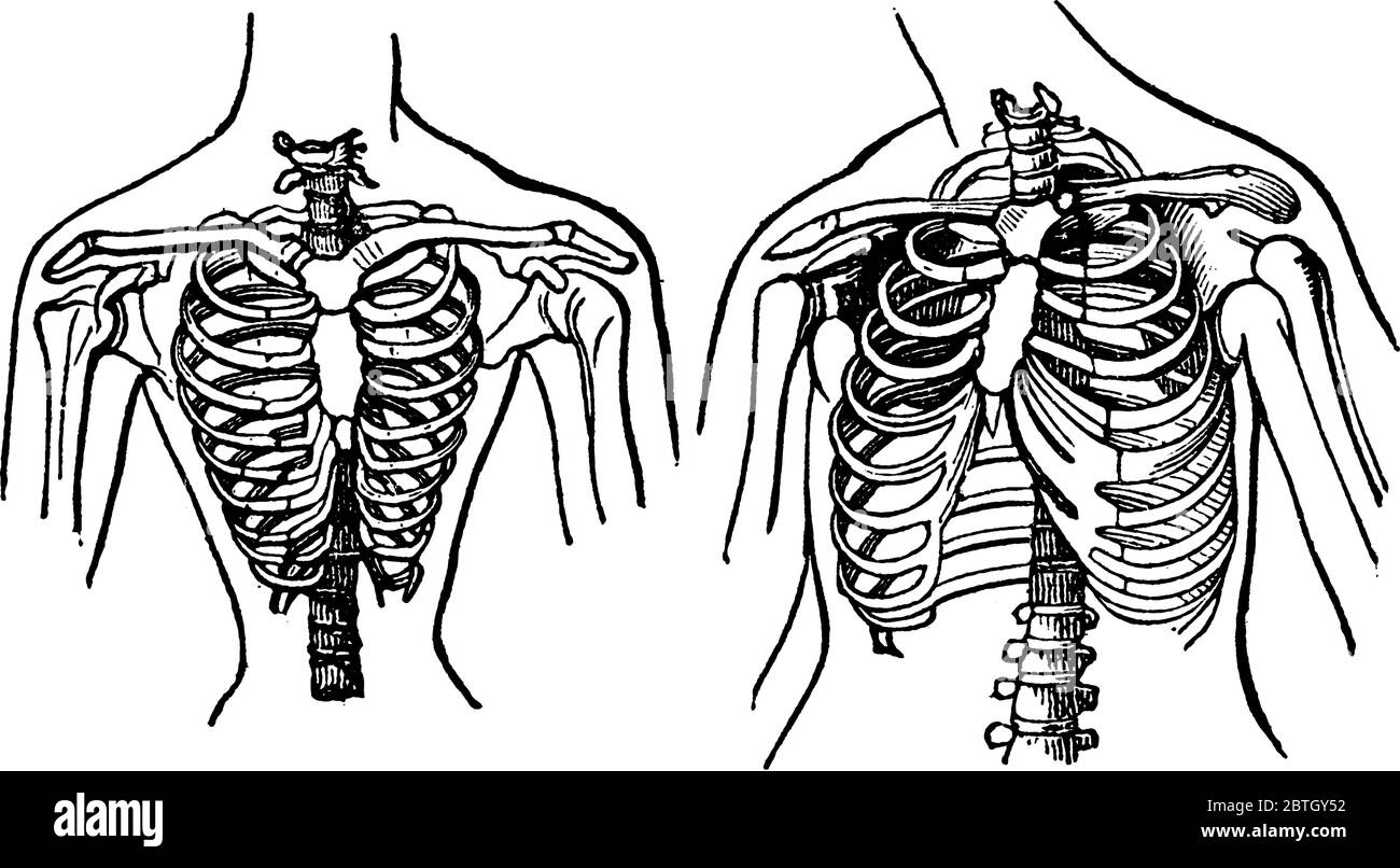 Diagram of a human chest in which we can see that the rib cage all bones which lie in chest area of human body, vintage line drawing or engraving illu Stock Vector