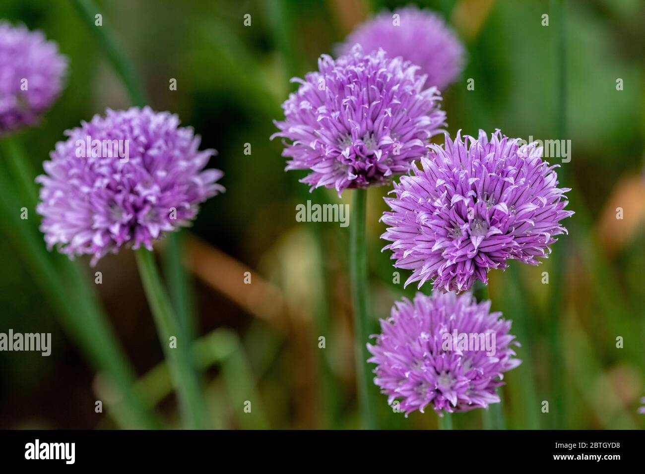 Purple chive flowers Stock Photo