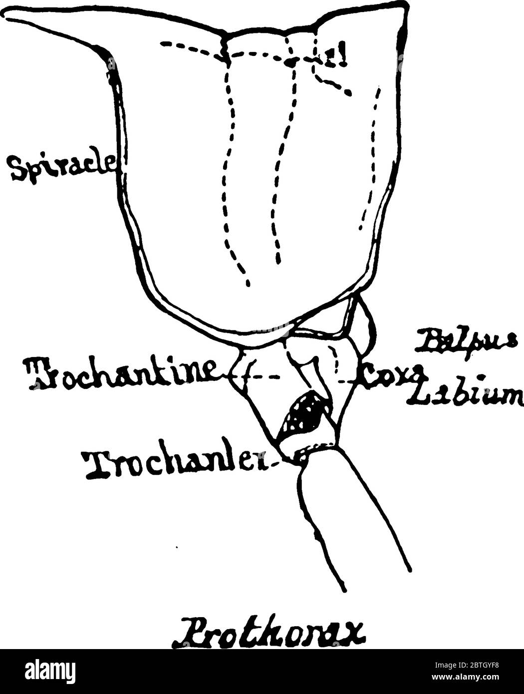 The body section of Grasshopper after the head is called thorax, this diagram show prothorax section of thorax., vintage line drawing or engraving ill Stock Vector