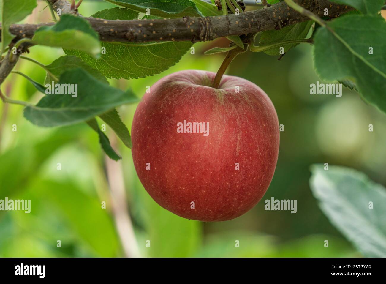 Royal gala apple tree hires stock photography and images Alamy
