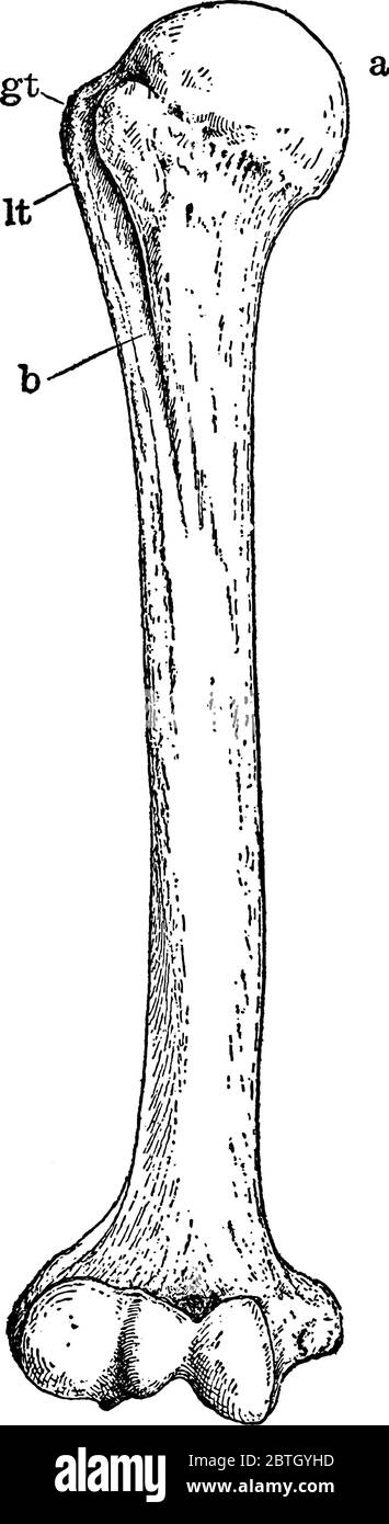 A typical representation of the human humerus bone, the longest and largest bone of the upper leg, with its parts labelled, vintage line drawing or en Stock Vector