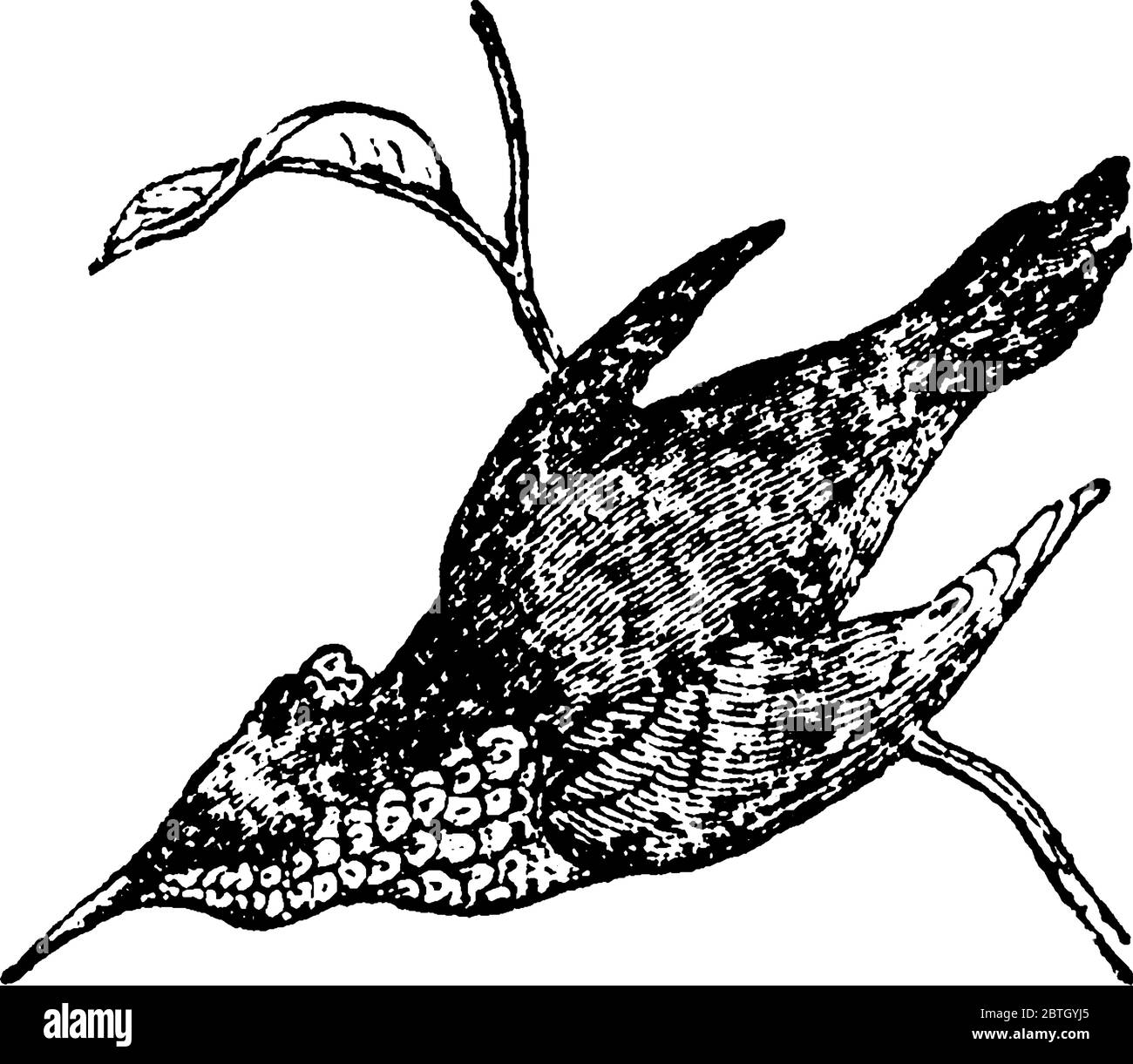 The top view of humming bird sitting on the small branch. Hummingbird is among the smallest bird which are native to America, vintage line drawing or Stock Vector