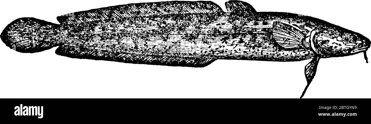 A typical representation of the burbot fish, Lota vu'garis with jugular ventral fins, requires frigid temperatures to breed, vintage line drawing or e Stock Vector