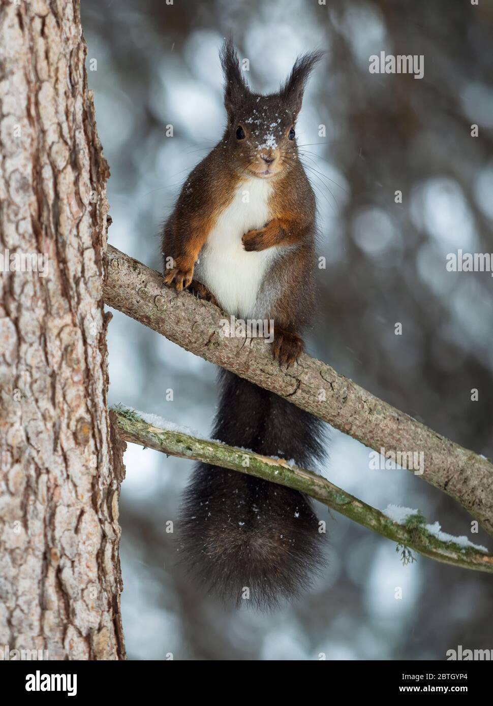Squirrel in the winter forest Stock Photo