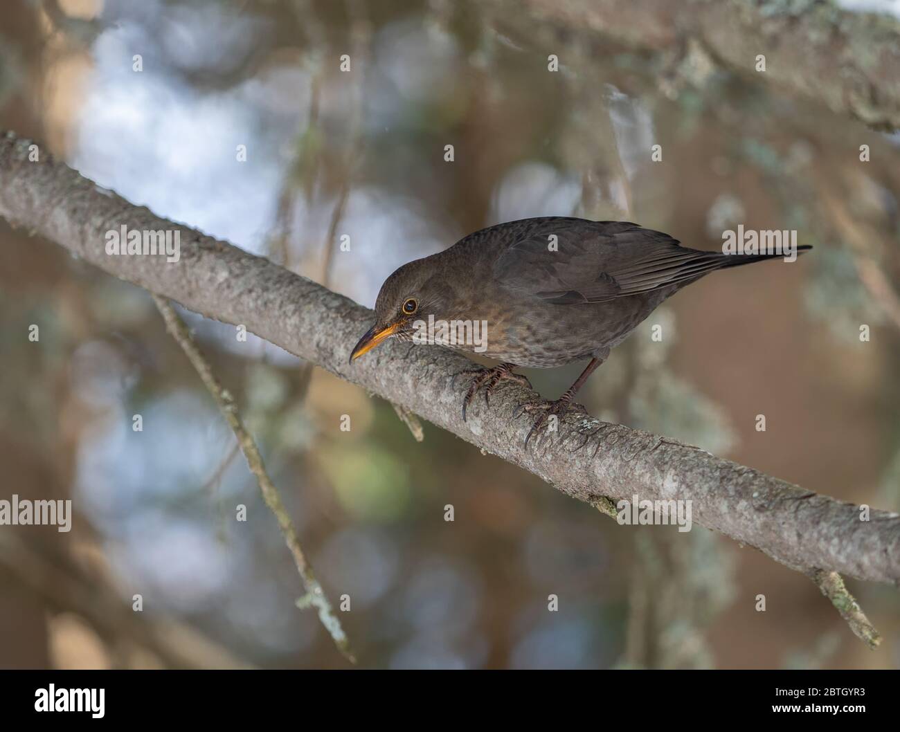 Female Blackbird in the spring forest, Switzerland Stock Photo