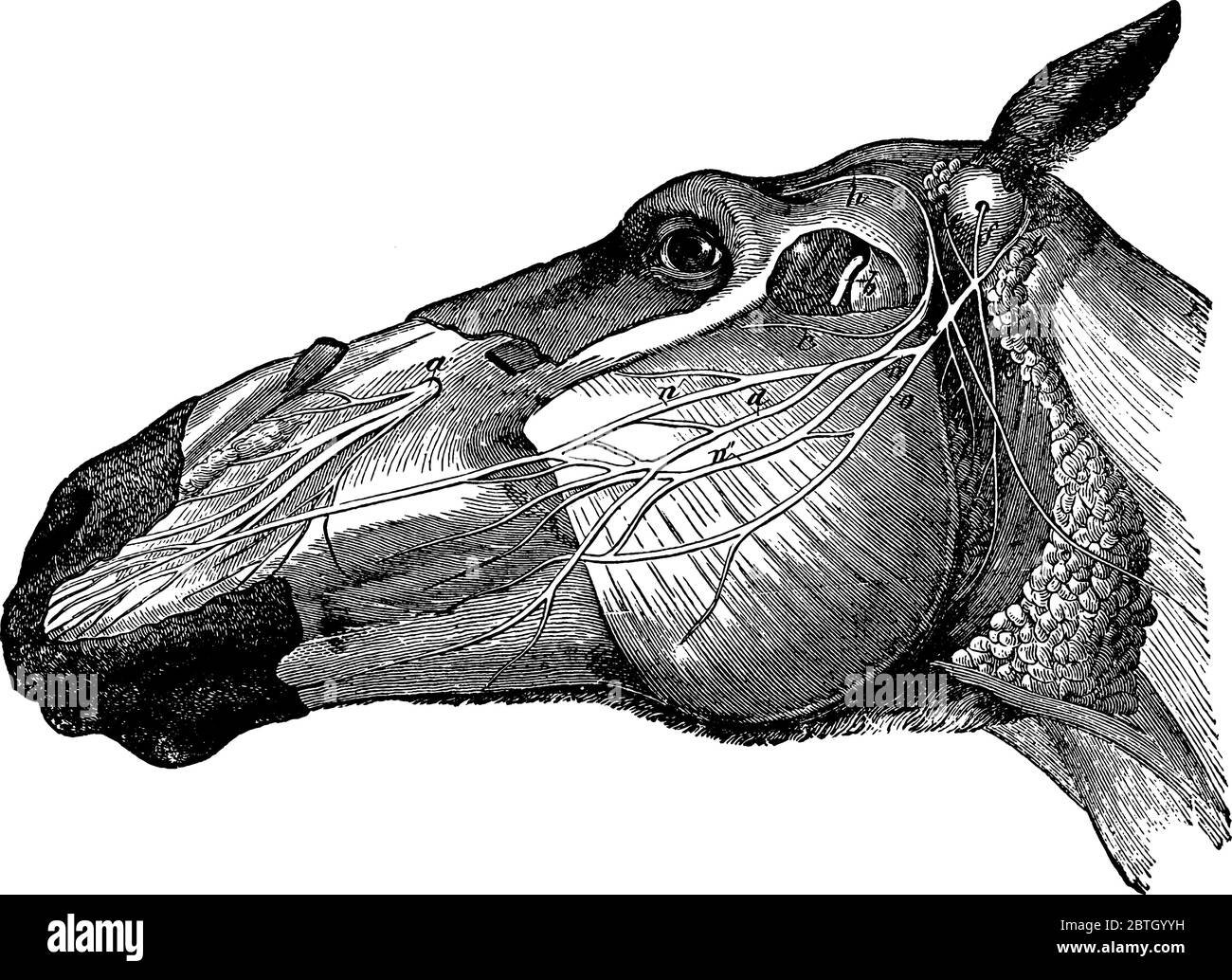 Left side of the head of a horse, showing the distribution of the facial portions of the fifth and the seventh nerves, vintage line drawing or engravi Stock Vector