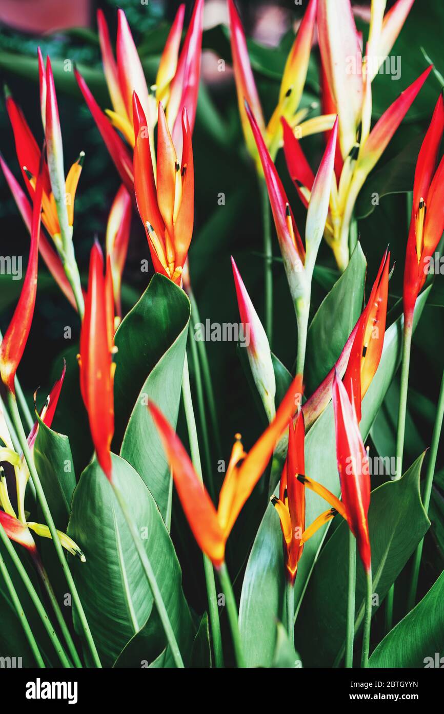 Bright red and yellow Heliconia Golden Torch flowers or Heliconia psittacorum or parrot's flower. Blurred natural background, selective focus. Stock Photo